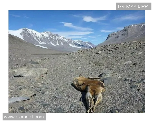 保罗你所不知的另一面十大冷门趣味知识大揭秘